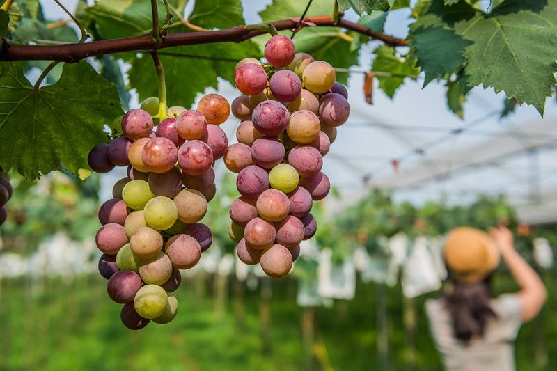 Wine Expert Studied in Germany Showing How to Pick Fruits and Taste Wine