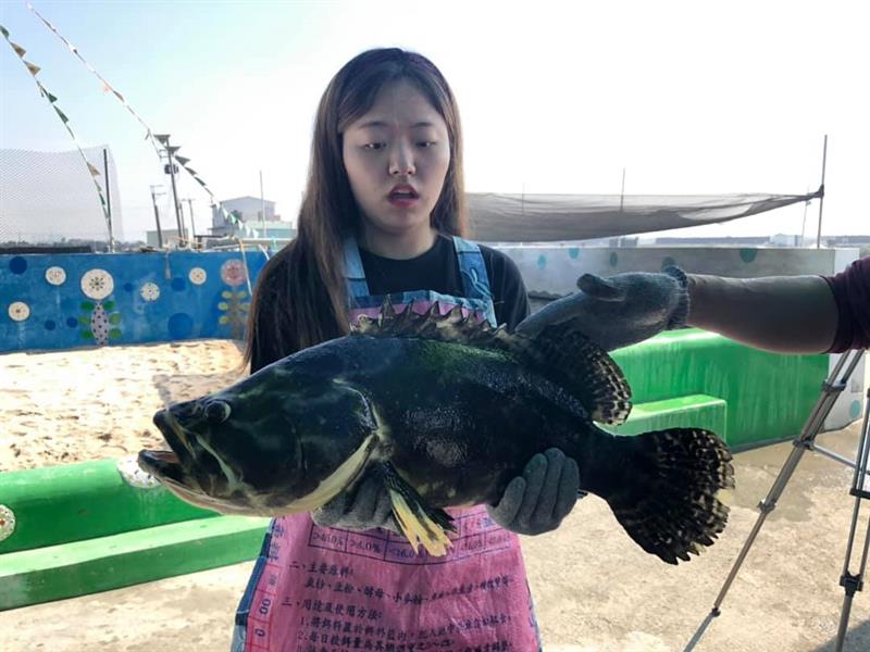 在地鮮食報報--石斑魚