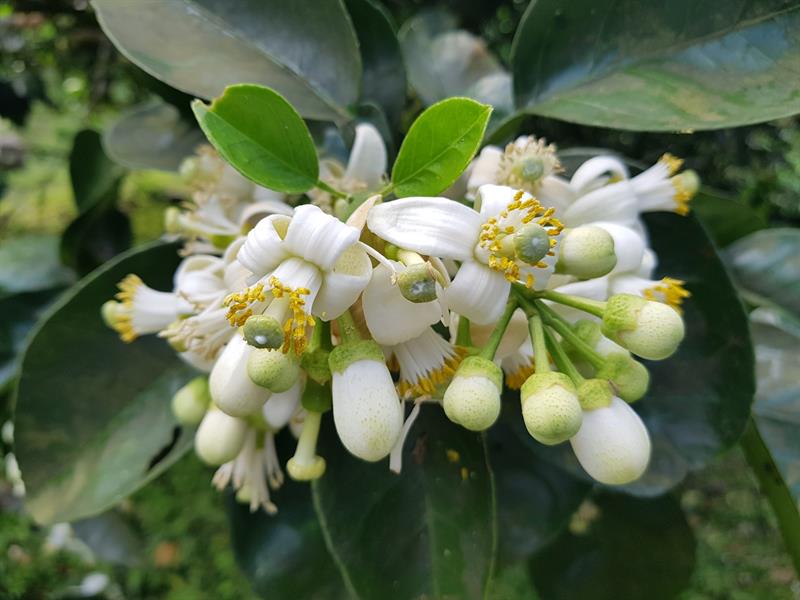 淡く優雅な香りが鼻をくすぐる春の旅! 宜蘭での柚子(文旦)の花の鑑賞と茶摘みの旅