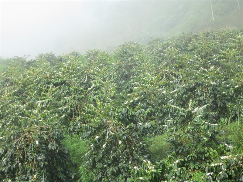 Getting Close to Native Crops, “The Story of Coffee” Told by Coffee Connoisseur Hsu Bao-Lin