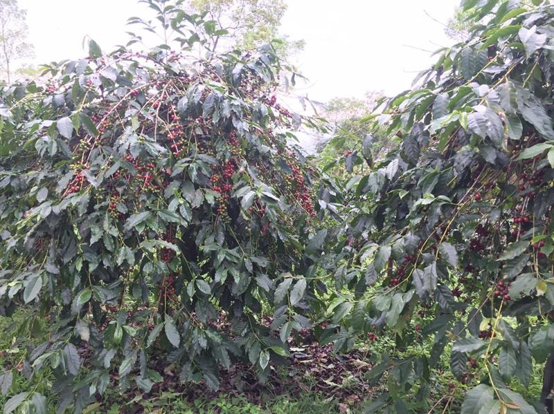 Getting Close to Native Crops, “The Story of Coffee” Told by Coffee Connoisseur Hsu Bao-Lin