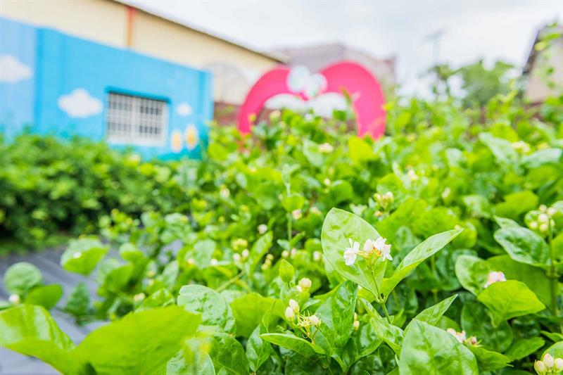 私のフレッシュな楽しみの記録 - 穀物蔵の新たな虹、茉莉花壇夢想館