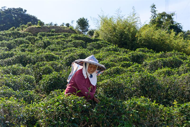 Here Comes the Tea Harvest Festival: A Guide Tour to Tea and Delicacies in Maokong
