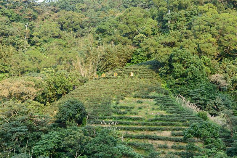 Here Comes the Tea Harvest Festival: A Guide Tour to Tea and Delicacies in Maokong