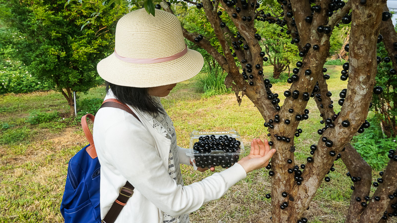 2nd Itinerary of Taomi Slow Trip: Only 40 Days a Year for Jabuticaba Picking