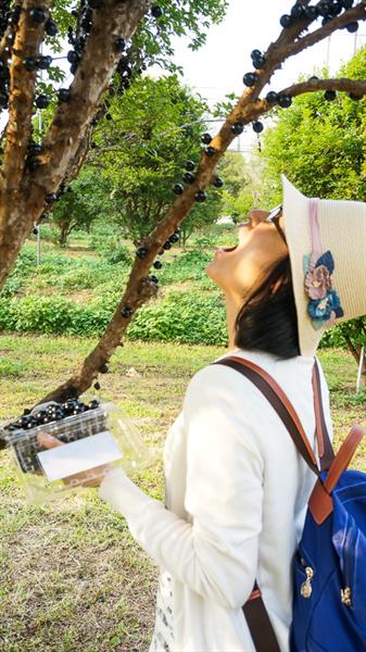 2nd Itinerary of Taomi Slow Trip: Only 40 Days a Year for Jabuticaba Picking