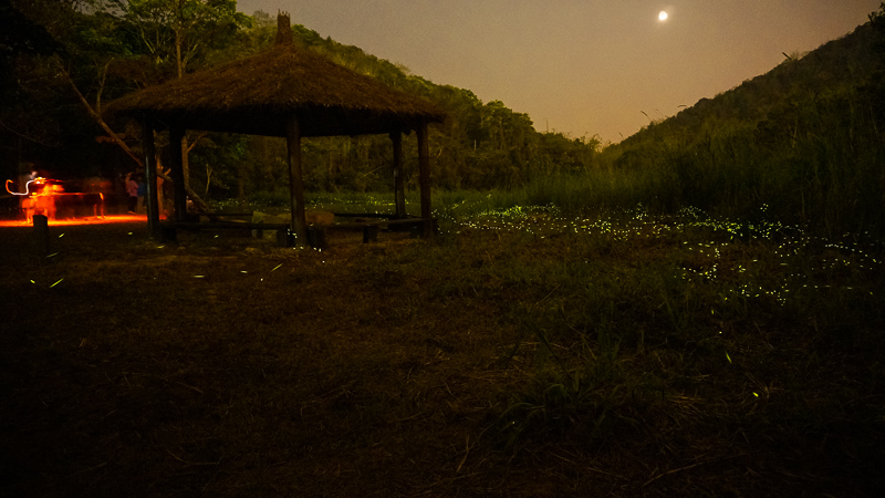 4th Itinerary of Taomi Slow Trip: The Amazing Experience, the Easiest Route to Watch the Fireflies