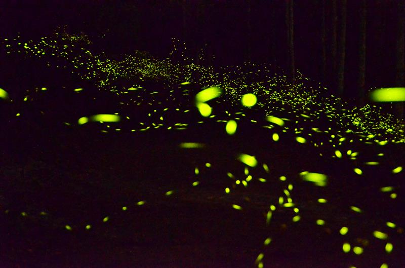4th Itinerary of Taomi Slow Trip: The Amazing Experience, the Easiest Route to Watch the Fireflies