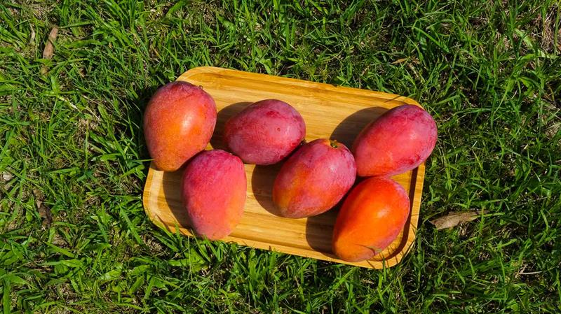 Summer Mango Feast Come on Stage   Traveling in Tainan to Have Cool Treats and Pick Fresh Fruits