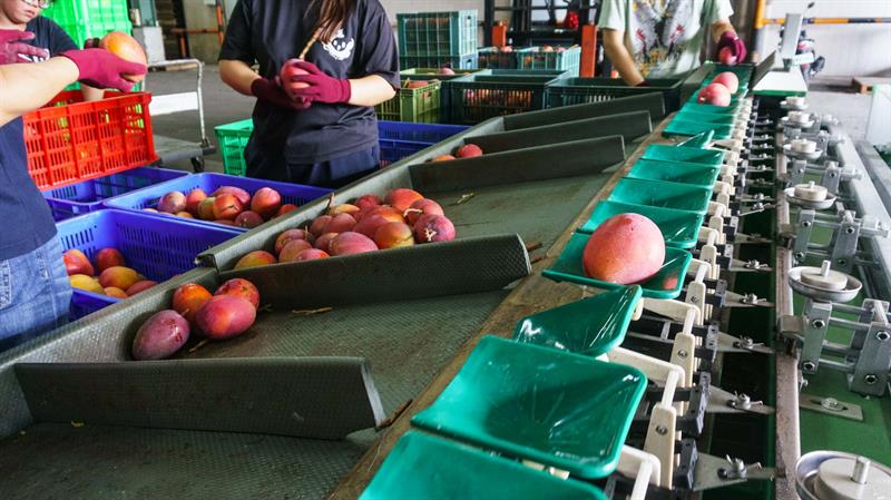 Summer Mango Feast Come on Stage   Traveling in Tainan to Have Cool Treats and Pick Fresh Fruits