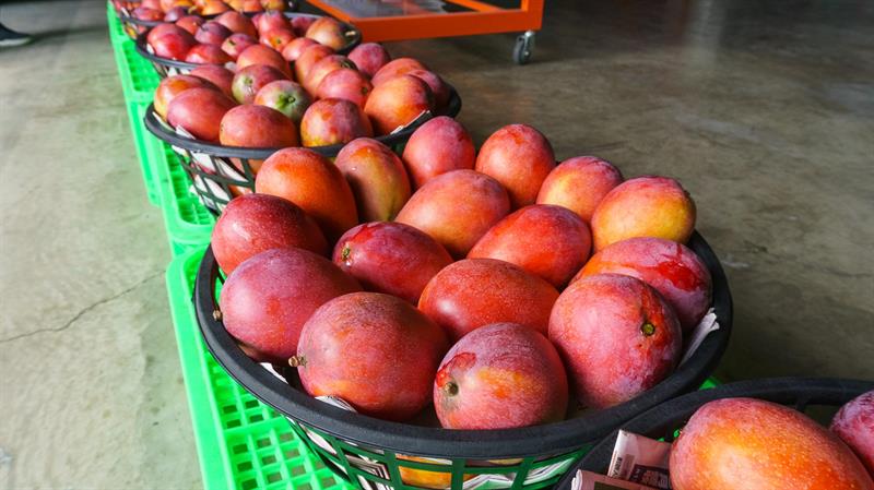 Summer Mango Feast Come on Stage   Traveling in Tainan to Have Cool Treats and Pick Fresh Fruits