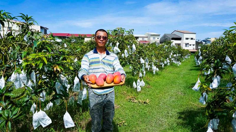 Summer Mango Feast Come on Stage   Traveling in Tainan to Have Cool Treats and Pick Fresh Fruits