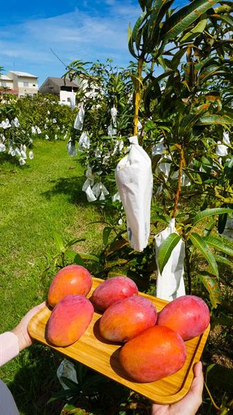 Summer Mango Feast Come on Stage   Traveling in Tainan to Have Cool Treats and Pick Fresh Fruits