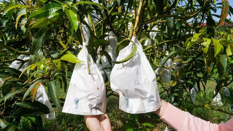 Summer Mango Feast Come on Stage   Traveling in Tainan to Have Cool Treats and Pick Fresh Fruits