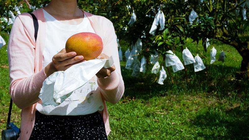 Summer Mango Feast Come on Stage   Traveling in Tainan to Have Cool Treats and Pick Fresh Fruits