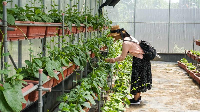 Summer Mango Feast Come on Stage   Traveling in Tainan to Have Cool Treats and Pick Fresh Fruits