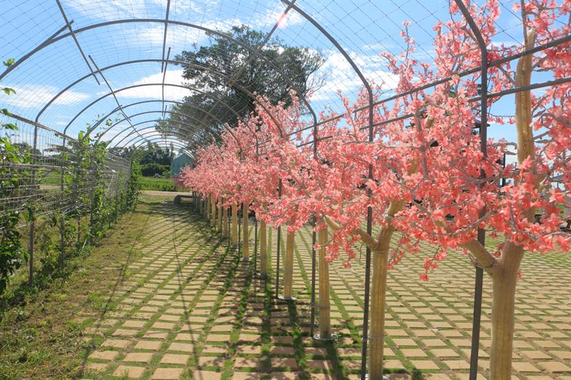 A Half Day Tour to The Floral Sea in Xihai, Taoyuan
