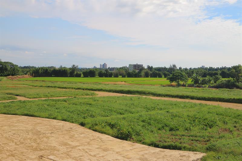 A Half Day Tour to The Floral Sea in Xihai, Taoyuan