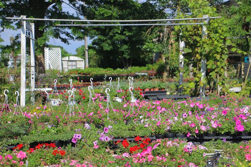 A Half Day Tour to The Floral Sea in Xihai, Taoyuan