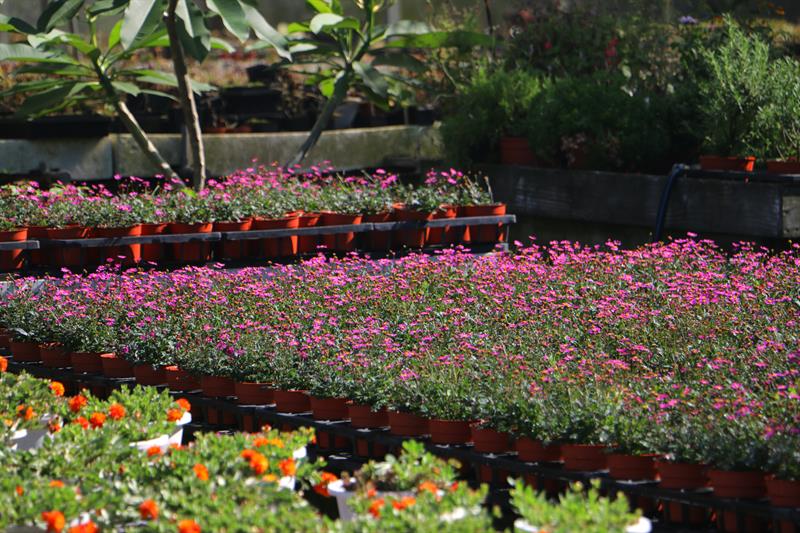 A Half Day Tour to The Floral Sea in Xihai, Taoyuan