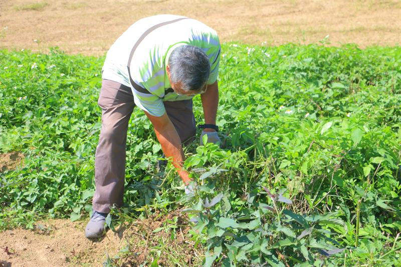A Half Day Tour to The Floral Sea in Xihai, Taoyuan