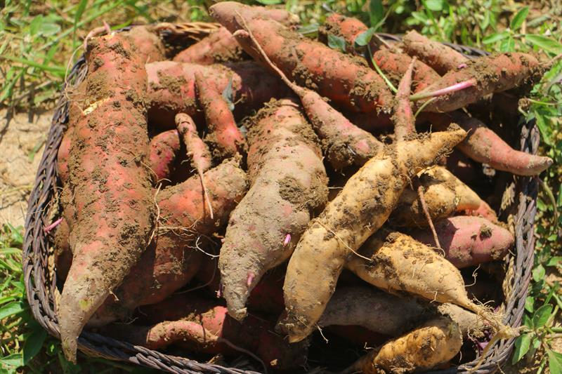 A Half Day Tour to The Floral Sea in Xihai, Taoyuan