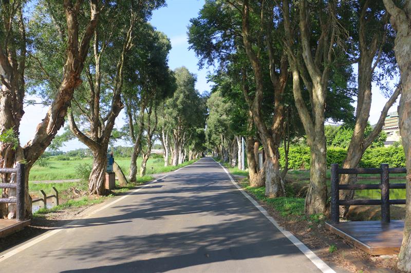 A Half Day Tour to The Floral Sea in Xihai, Taoyuan