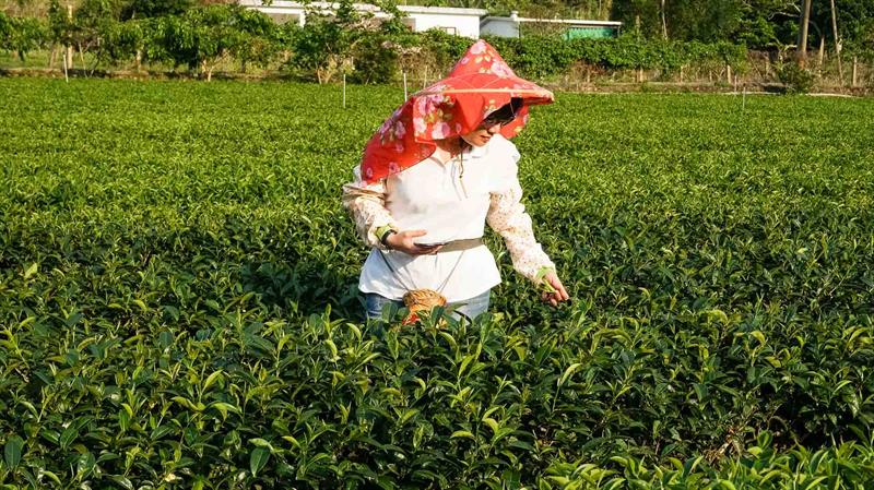 Plucking Tea in Luye, Taitung! Beautiful Jiafang Organic Tea Garden and Fun of Making Tea Egg Rolls