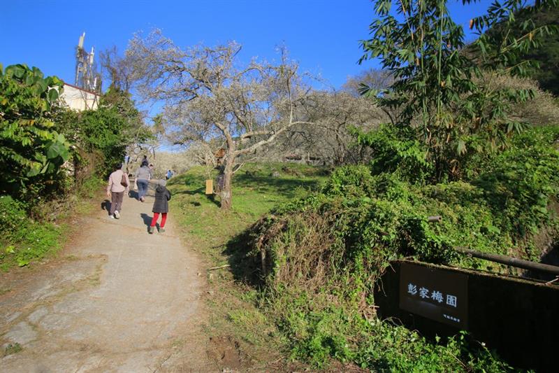 我的鮮遊記 - 南投仁愛賞梅秘境：彭家梅園