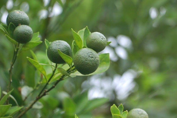 Touring in Yuanshan, Yilan - A LOHAS Trip to the Town of Water