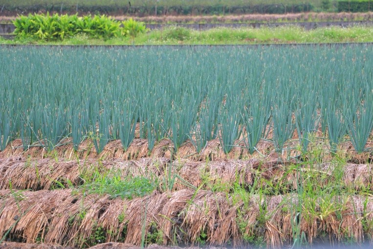 Having fun in Sanshing and Dongshan Townships, Yilan County