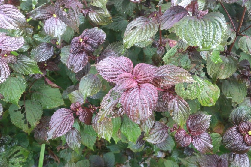 Having fun in Sanshing and Dongshan Townships, Yilan County