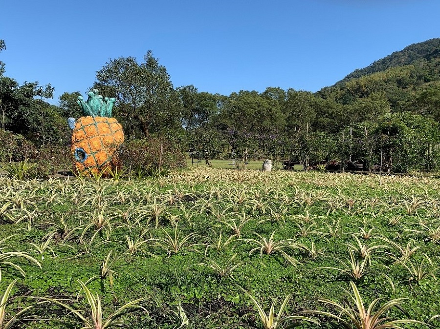 大武山下與自然生態共存的有機鳳梨，銘泉生態休閒農場