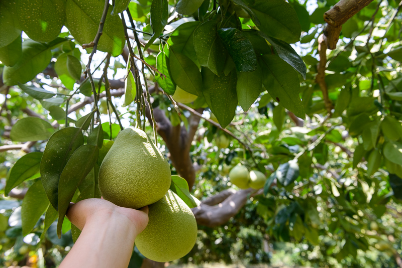 「柚見中秋」（中秋は柚子）苗栗西湖の田園をめぐる旅