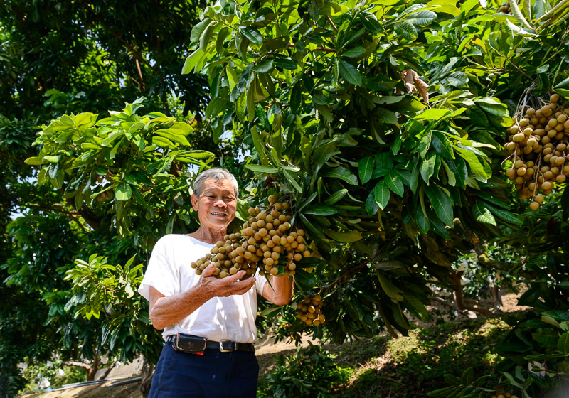「柚見中秋」（中秋は柚子）苗栗西湖の田園をめぐる旅