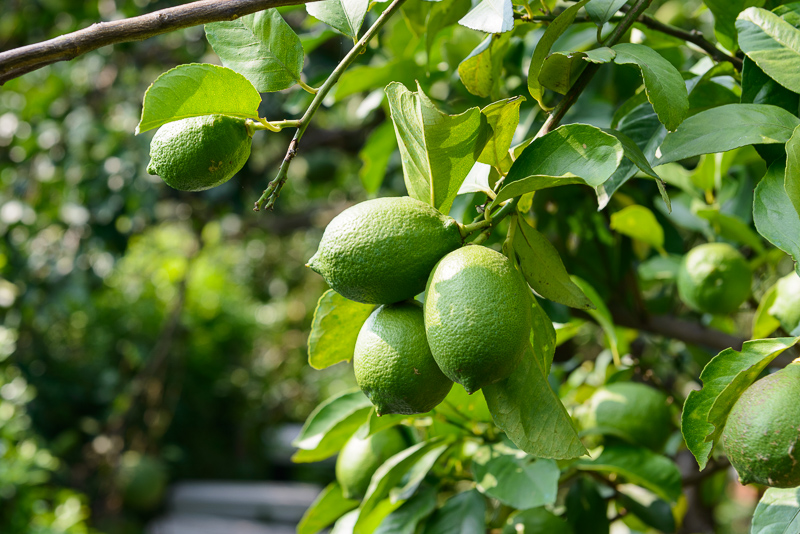 「柚見中秋」（中秋は柚子）苗栗西湖の田園をめぐる旅