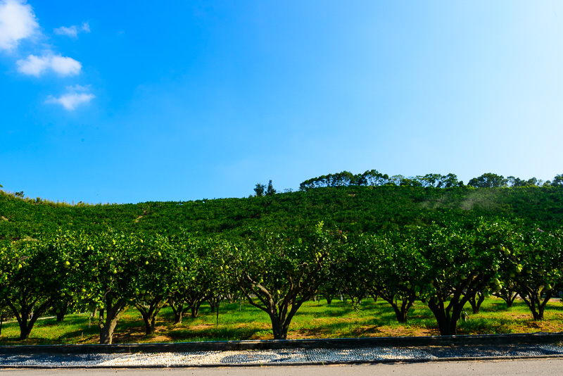「柚見中秋」（中秋は柚子）苗栗西湖の田園をめぐる旅