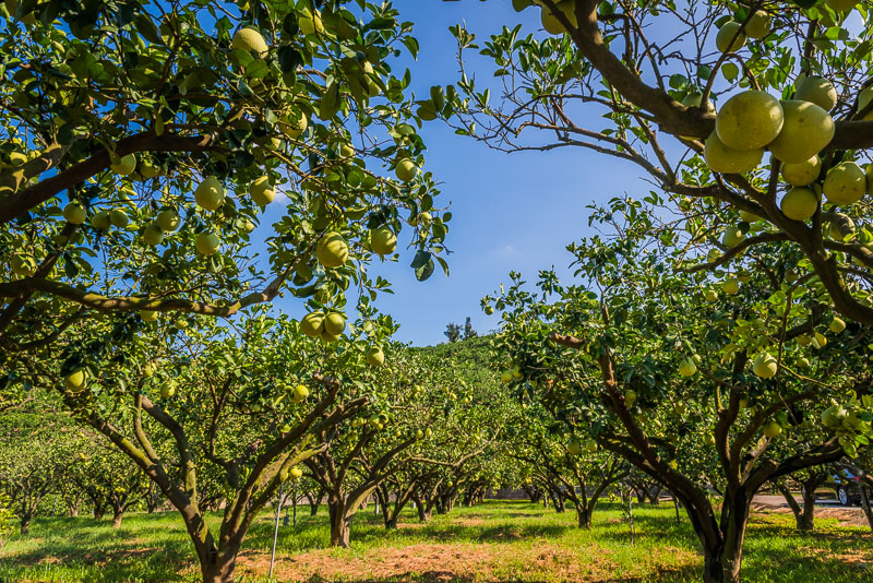 「柚見中秋」（中秋は柚子）苗栗西湖の田園をめぐる旅