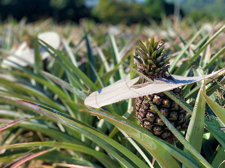 The Organic Pineapples from Nature under Mt. Dawu, Mingchuan Ecological Leisure Farm