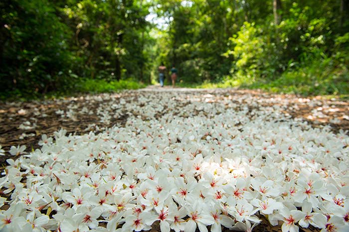 A Brief Version of Introduction to Tung Flower Tour 2020