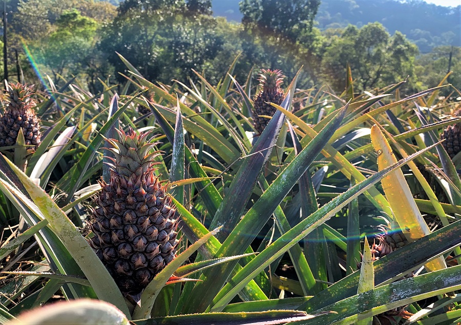 大武山麓で自然の生態系と共存する有機パイナップルの銘泉生態休閒農場