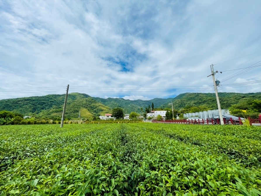 鹿野小鎮的茶藝復興－盒子農夫體驗