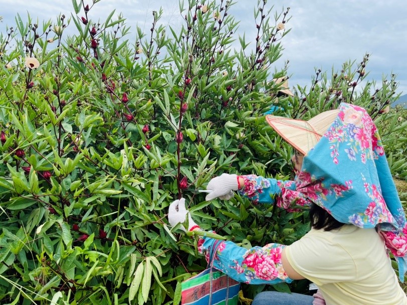 鹿野小鎮的茶藝復興－盒子農夫體驗