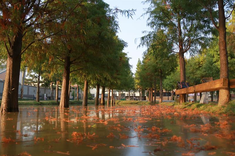 Following Our Footsteps to the Beautiful Scenic Spot with Bald Cypresses in Yunlin