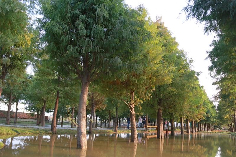 Following Our Footsteps to the Beautiful Scenic Spot with Bald Cypresses in Yunlin