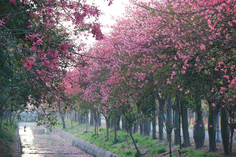 Following Our Footsteps to the Beautiful Scenic Spot with Bald Cypresses in Yunlin