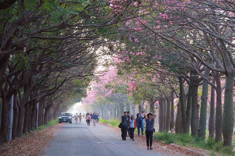 Following Our Footsteps to the Beautiful Scenic Spot with Bald Cypresses in Yunlin