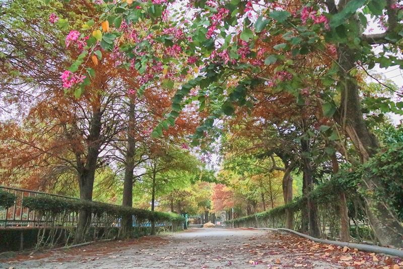 Following Our Footsteps to the Beautiful Scenic Spot with Bald Cypresses in Yunlin
