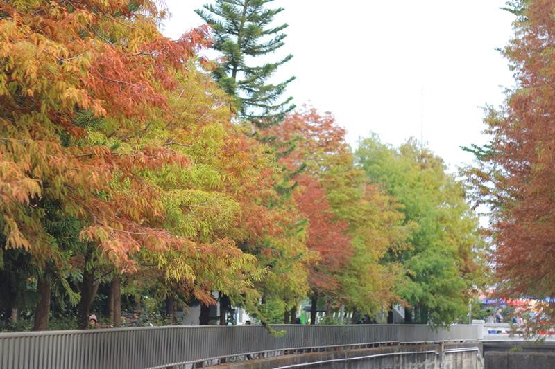 Following Our Footsteps to the Beautiful Scenic Spot with Bald Cypresses in Yunlin