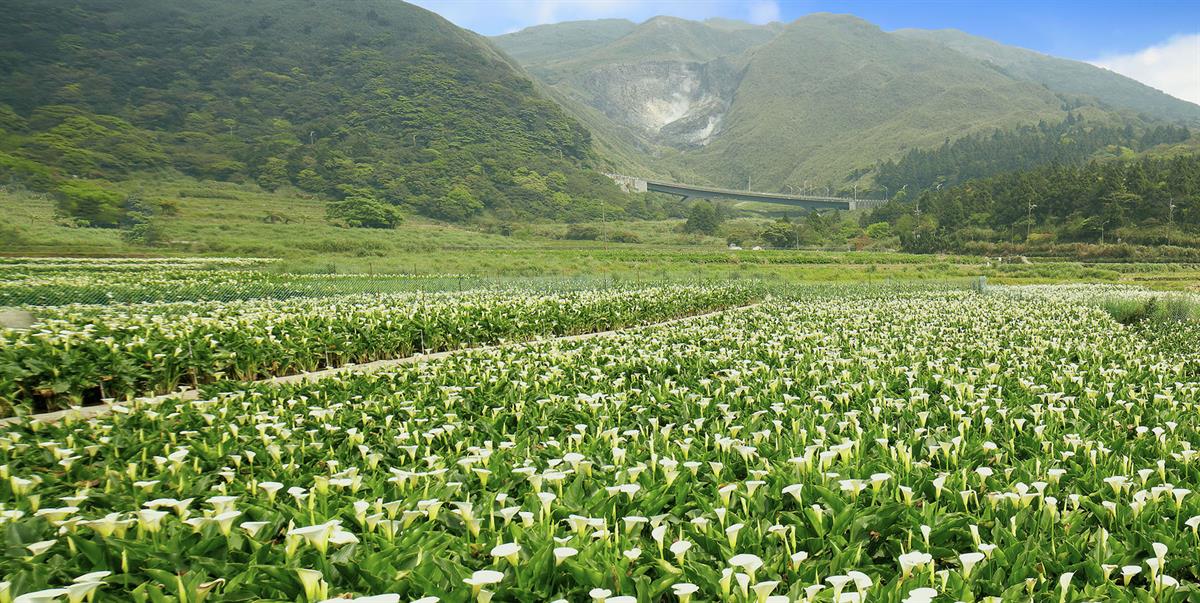 The Language of Calla Lily is Purity, Happiness, Comeliness, and Innocent Love